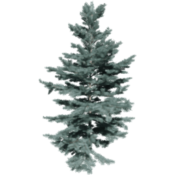 Abies concolor B spring summer autumn