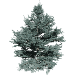 Abies concolor C spring summer autumn