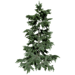 Cedrus brevifolia A spring summer autumn