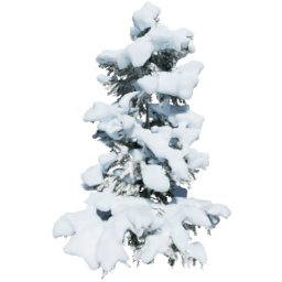 Cedrus brevifolia A winter