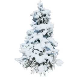 Cedrus brevifolia B winter