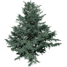 Cedrus deodara A spring summer autumn