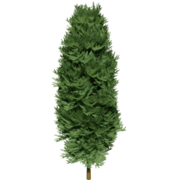 Chamaecyparis lawsoniana A spring summer autumn