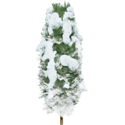 Chamaecyparis lawsoniana A winter