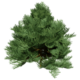 Chamaecyparis lawsoniana B spring summer autumn