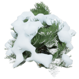 Chamaecyparis lawsoniana B winter