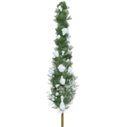 Chamaecyparis lawsoniana C winter