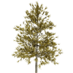 Larix decidua A autumn