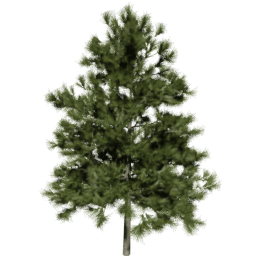 Larix decidua A spring summer