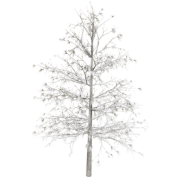 Larix decidua A winter