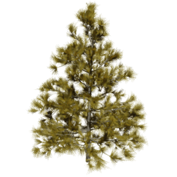 Larix decidua B autumn