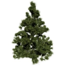 Larix decidua B spring summer