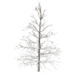 Larix decidua B winter