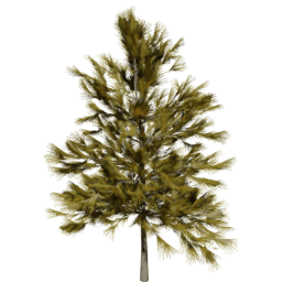 Larix decidua C autumn