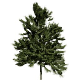 Larix decidua C spring summer