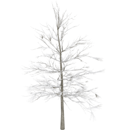 Larix decidua C winter