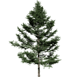 Larix kaempferi A spring summer autumn