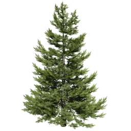 Picea abies A spring summer autumn