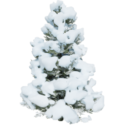 Picea abies A winter