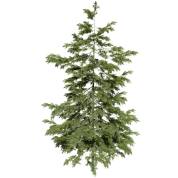 Picea abies B spring summer autumn