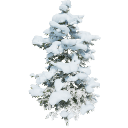 Picea abies B winter