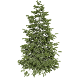 Picea abies C spring summer autumn