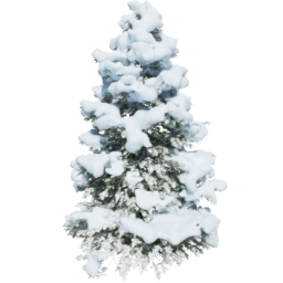 Picea abies C winter