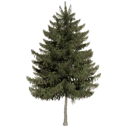 Picea obovata A autumn