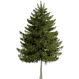 Picea obovata A spring