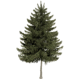 Picea obovata A summer