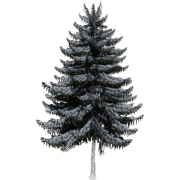 Picea obovata A winter