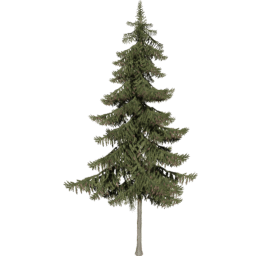 Picea obovata B autumn