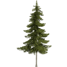 Picea obovata B spring