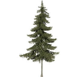 Picea obovata B summer