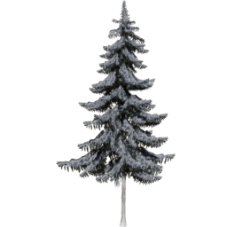 Picea obovata B winter