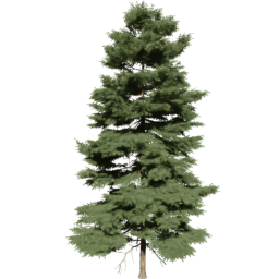 Picea rubens A spring summer autumn