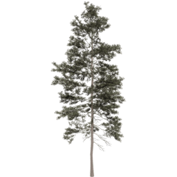 Pinus jeffreyi A spring summer autumn