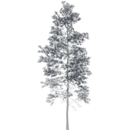 Pinus jeffreyi A winter