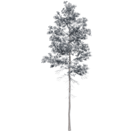 Pinus jeffreyi B winter