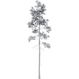 Pinus jeffreyi C winter