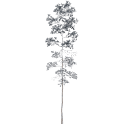 Pinus jeffreyi D winter