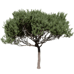 Pinus pinaster A spring summer autumn