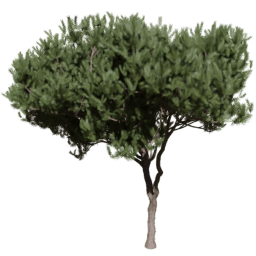 Pinus pinaster B spring summer autumn