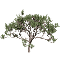 Pinus pinaster C spring summer autumn