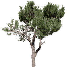 Pinus pinaster D spring summer autumn