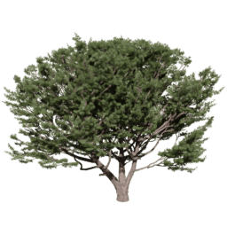 Pinus pinaster E spring summer autumn