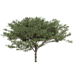 Pinus pinaster F spring summer autumn