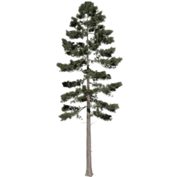 Pinus ponderosa A spring summer autumn