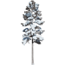 Pinus ponderosa A winter