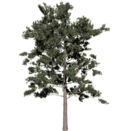 Pinus ponderosa B spring summer autumn